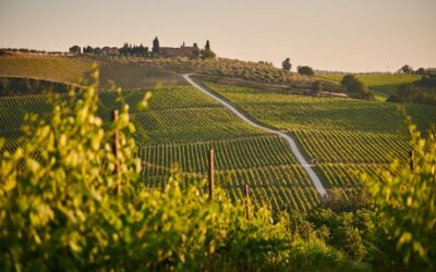 Gel, canicule, grêle… : pourquoi les vignerons ne s’assurent-ils pas ?