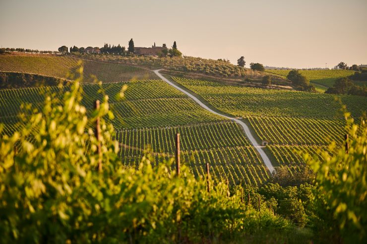 Gel, canicule, grêle… : pourquoi les vignerons ne s’assurent-ils pas ?