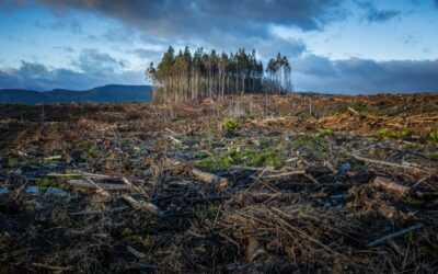 Assurabilité : les 4 grands défis des assureurs face au changement climatique