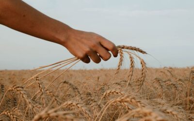 Risques climatiques : la nouvelle assurance récolte sera-t-elle suffisante pour couvrir les pertes ?