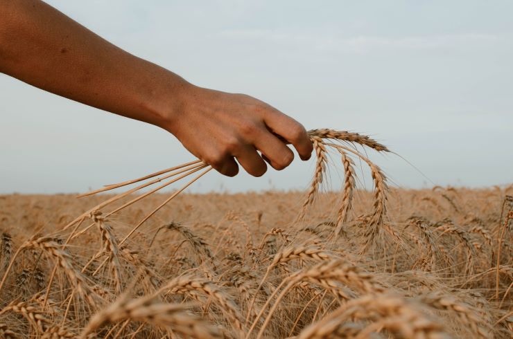 Risques climatiques : la nouvelle assurance récolte sera-t-elle suffisante pour couvrir les pertes ?