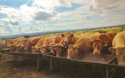 Agriculture : « Une transition juste de l’élevage bovin passe par une évolution cohérente de l’offre et de la demande sans jouer sur les prix »
